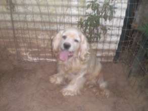 Oscar (before)