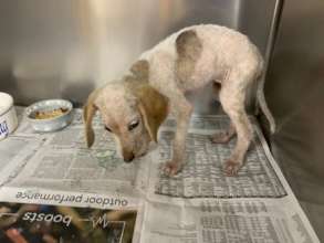 Kaboose shortly after being rescued