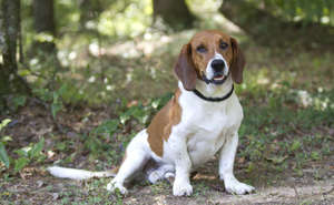 Oliver 1