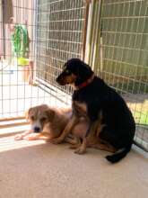 Peanut & Lucy (in our care for 2 years)