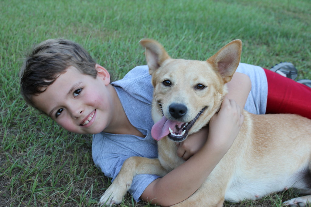 Provide Vet Care to Abandoned Animals