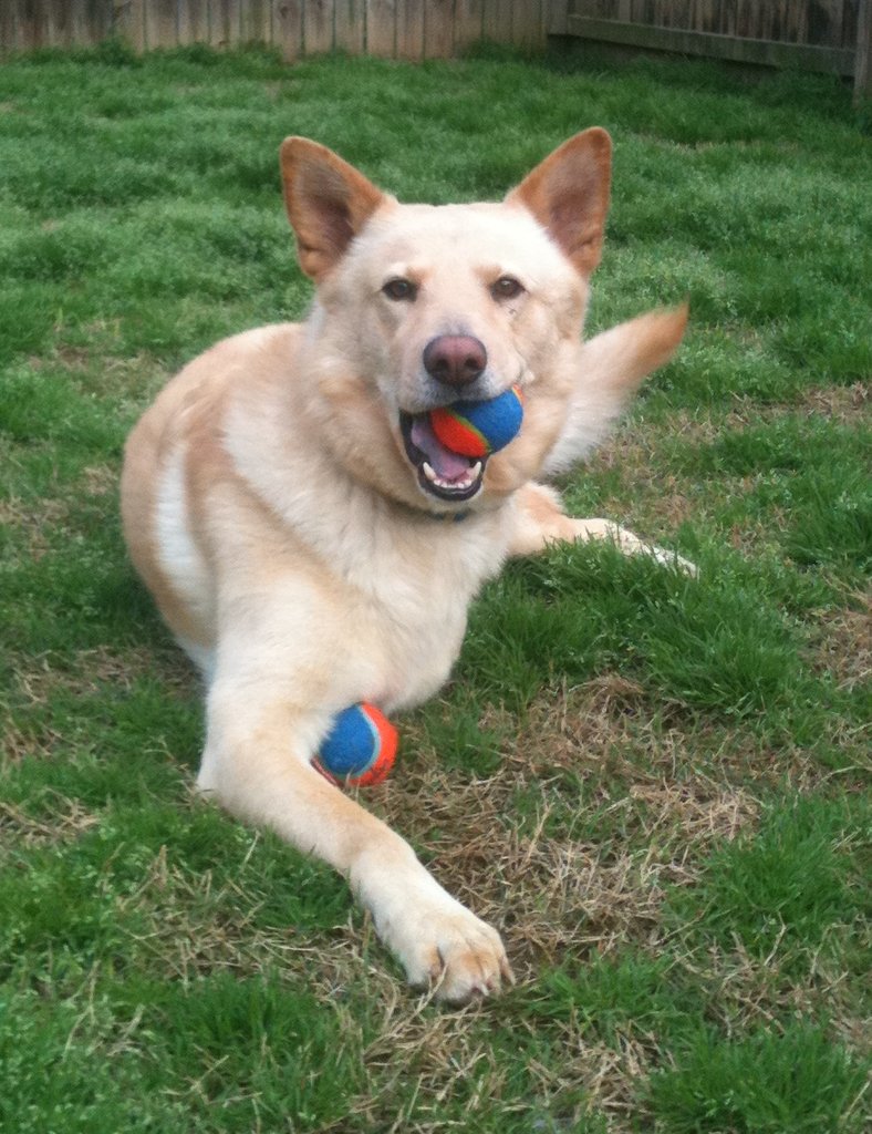 Provide Vet Care to Abandoned Animals