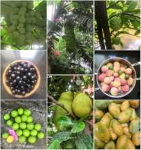 Fruits from garden