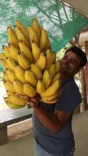 Organic Farming: Bananas