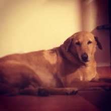 Sheru the dog