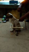 Veer The brave pup.jpg