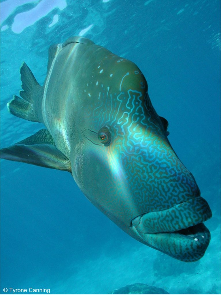 Help make the Coral Sea our largest ocean reserve