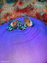 Anemone by Lucy Trippett
