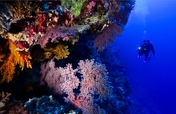 Help make the Coral Sea our largest ocean reserve