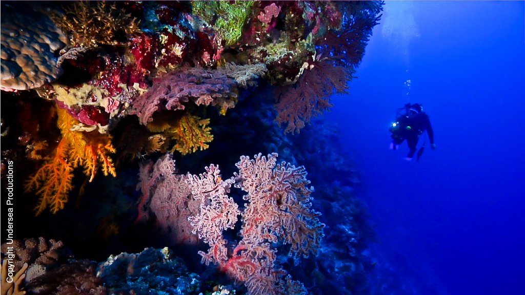 Help make the Coral Sea our largest ocean reserve
