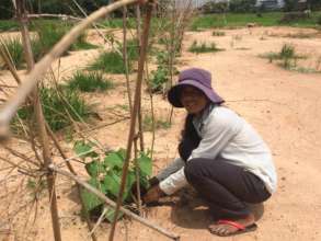 Phanny maintains her vegetable garden