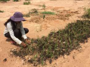 Phanny's vegetable garden is expanding