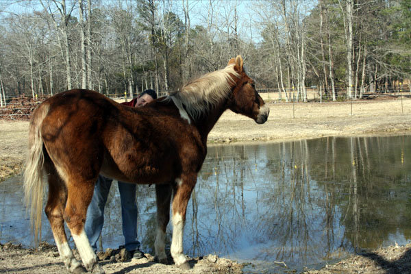 Provide Sanctuary for Severely Abused Horses