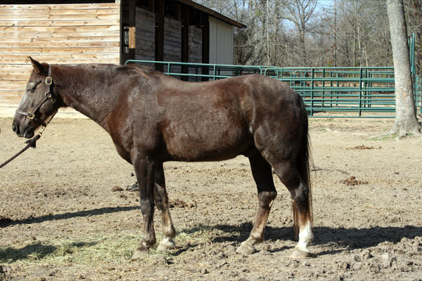 Provide Sanctuary for Severely Abused Horses