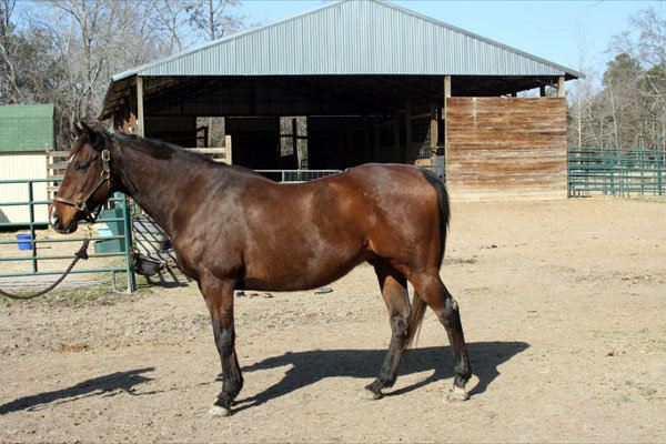 Provide Sanctuary for Severely Abused Horses