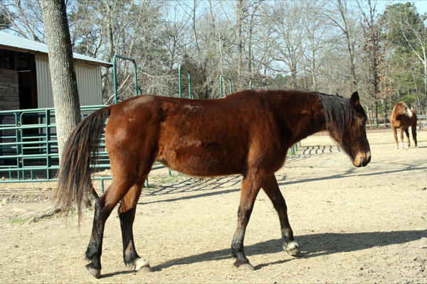 Provide Sanctuary for Severely Abused Horses