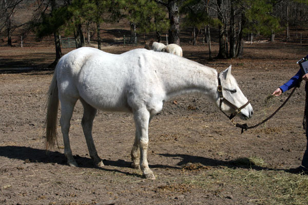 Provide Sanctuary for Severely Abused Horses