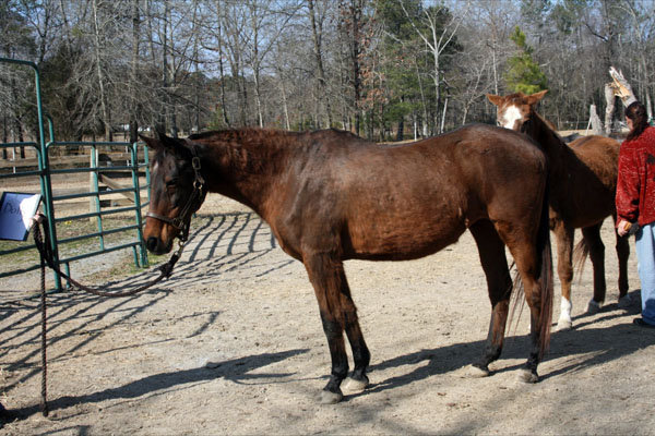 Provide Sanctuary for Severely Abused Horses