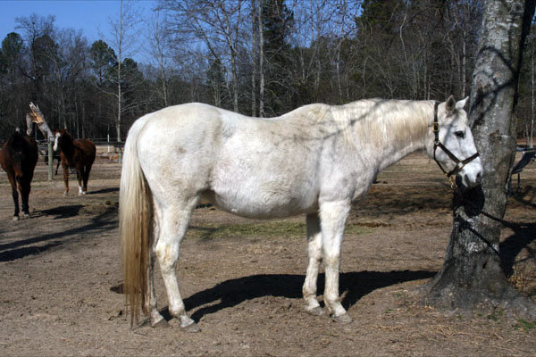 Provide Sanctuary for Severely Abused Horses
