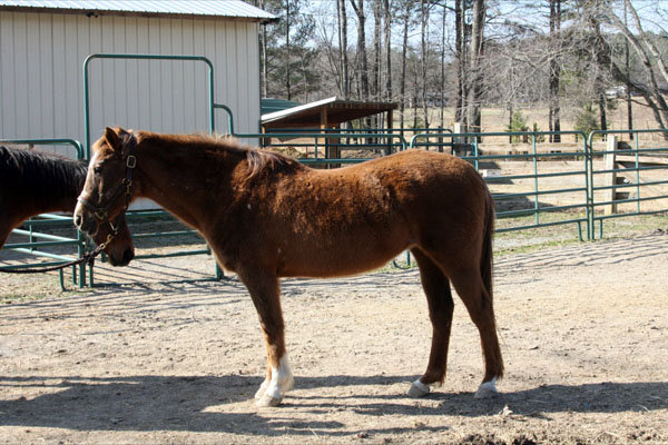 Provide Sanctuary for Severely Abused Horses