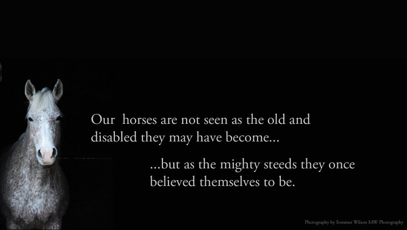 Provide Sanctuary for Severely Abused Horses