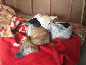 Asha napping atop her friends Dosti and Cookie