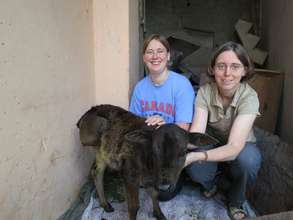 Baby calf recovering with our volunteer vets!