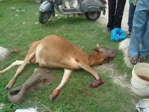 Calf hit by bus