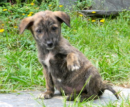 Malnourished puppy who lost her mom