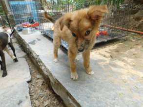 Foxy feeling better: )
