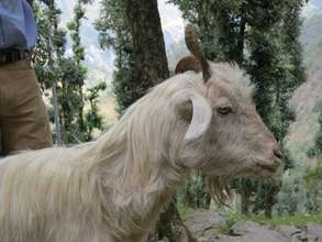 Gaddi herder's goat with a fracture