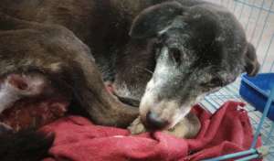 Golden's deadly tumour