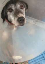 Goldie after surgery