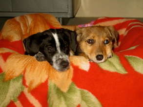 Best Friends, Dosti and Scooby at Wesley's Paw