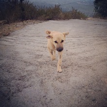 Jack learning to hike after his amputation!