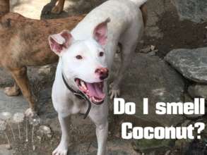 Coconut - 3-legged wild girl.
