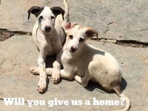 Will you give us a home?