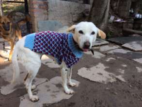 Jimmy with her winter sweater.