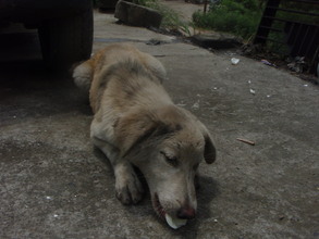 we also feed the dogs in need.