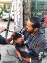 Marking a vaccinated dog helps manage population