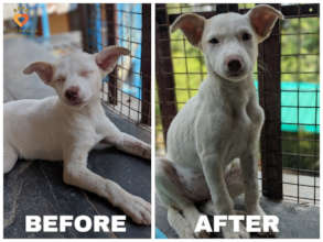 Princess Snowy recovery story