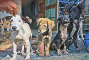 DAR rescue pups