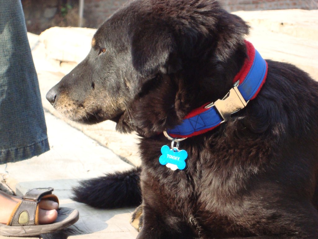Tommy after he was healed and cared for.