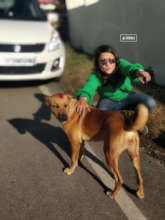 Street dogs are friendly if healthy and cared for.