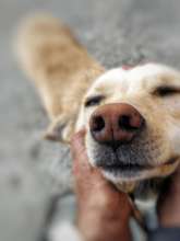 Dogs are vaccinated and counted for study.