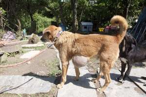 Tiger before surgery