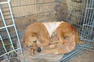 Tiger Recovering