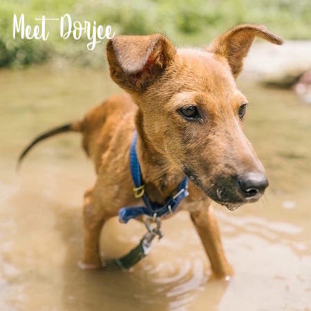 Help Street Dogs in Dharamsala and Save Lives