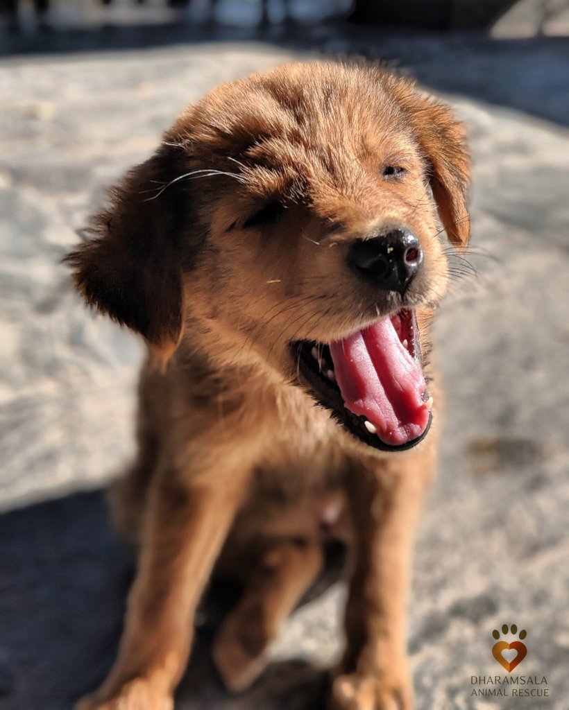 Help Street Dogs in Dharamsala and Save Lives