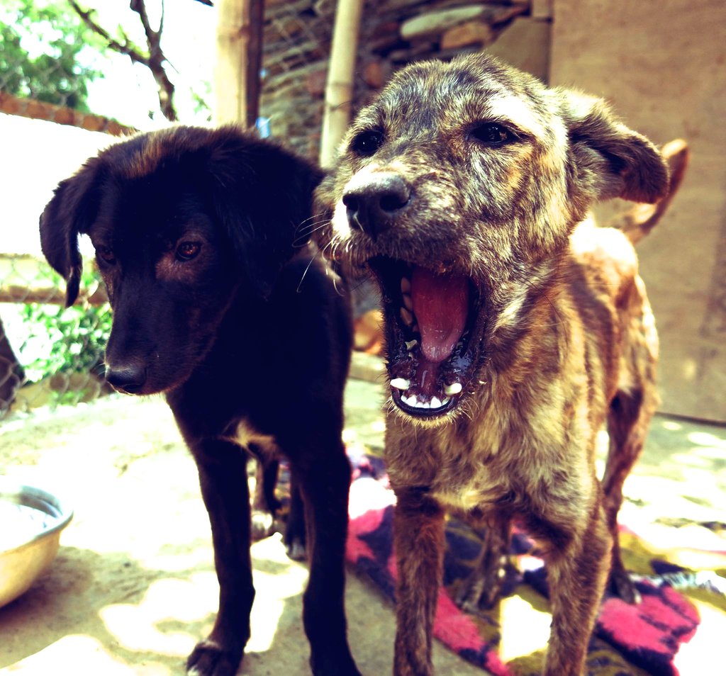 Learn How To Give Mental Stimulation For Dogs - Dharamsala Animal Rescue